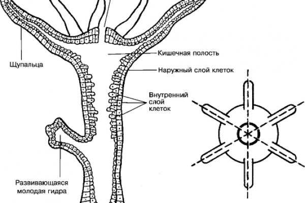 Кракен интернет площадка